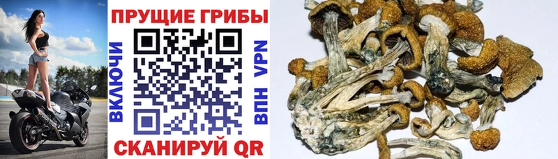 продажа наркотиков  Власиха  Псилоцибиновые грибы Magic Shrooms 